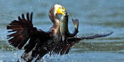 cormorant eating fish 1.jpg